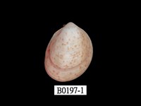 藏品(多斑鳥尾蛤)的圖片